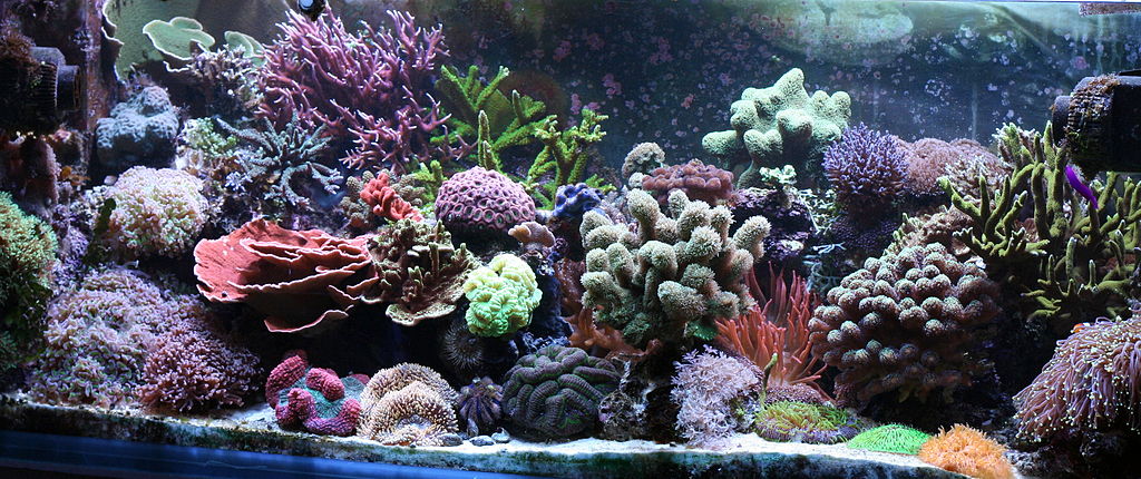 Great Aquarium Decor For Under 10 Awesome Aquarium Decorations,Bittersweet Plant